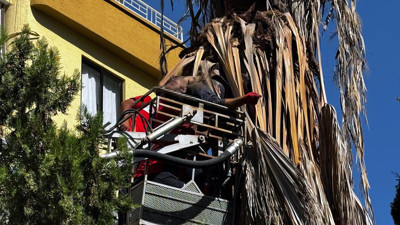 Mersin’de budama yaptığı ağaçtan düşüp öldü