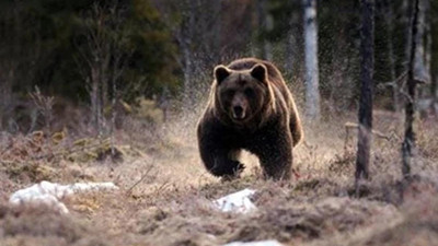 Ayı, sürgülü kapıyı açtı! Evdeki kişiye saldırdı