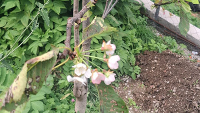 Kastamonu'da tuhaf durum. Kiraz ağacı çiçek açtı