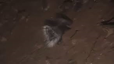 Nesli tükenen kirpiler Mardin'de ortaya çıktı