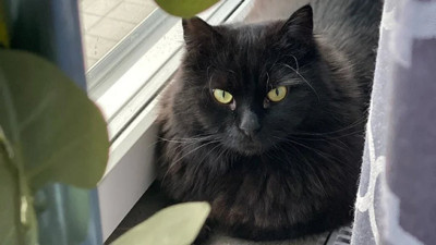 Kara kedilerin kötü şöhretinin kökeni nedir? Antropologlar ve vetenerinerler bakın ne diyor!