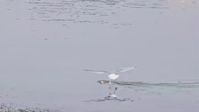 Su samuruna martı saldırdı