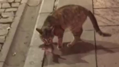 Kedi fareyi deli etti