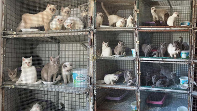 243 cins kedi ele geçirildi! 1 milyon 241 bin lira ceza kesildi