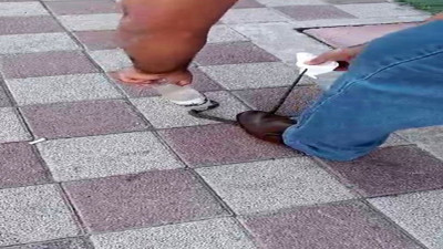 Kahvehaneye giren yılan korkuttu