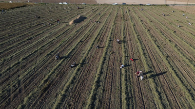'Afara' var dedi vatandaşlar tarlaya akın etti. 30 ton toplayan çiftçi hasadı bitirdi