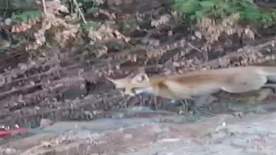 Yiyecek arayan tilki görüntülendi