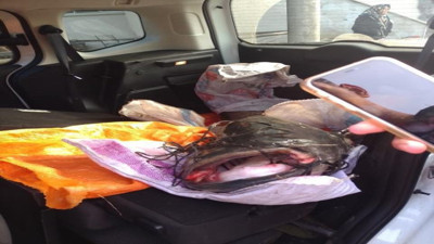 75 kiloluk yayın balığı görenleri şaşırttı