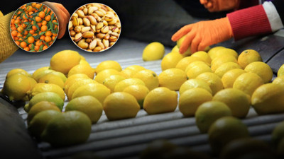 Fıstık, mandalinadan sonra şimdi de limon... Rusya’nın iade ettiklerini bize mi yedirecekler?