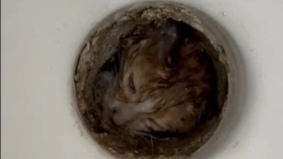 Tuvalet giderine sıkışan yavru kedi kurtarıldı