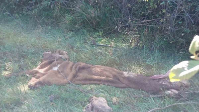 Hayvan hırsızlarına jandarmadan operasyon: 3 gözaltı var