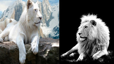 Dünyaca koruma altında: Beyaz aslanlar türünün en dikkat çekeni