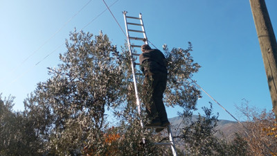 Merdivenle tırmanıyorlar elleriyle tek tek topluyorlar. Ödüllü meyvenin hasadı sürüyor