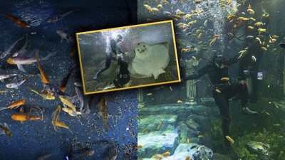 Sanayi dalgıçları vatoz ve köpekbalıklarını elleriyle besliyorlar. Onlar en zor mesleği yapıyor!