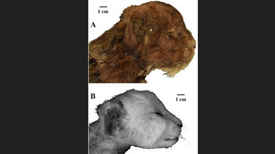 35 bin yıl kusursuz şekilde korunmuş: Deri, kürk ve diş yapısıyla dikkat çekti