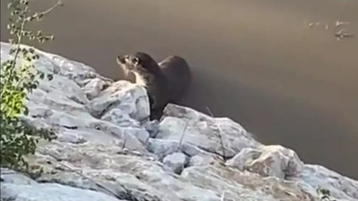 Van’da görülen su samuru yetkilileri harekâta geçirdi