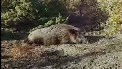 Harput’ta domuz sürüsü görüldü