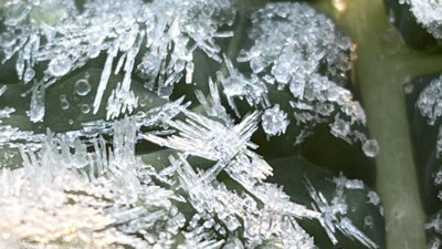 Adana’da tarımı don vurdu! Ürünler zarar gördü