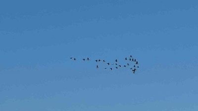 Adana’da leyleklerin göç mesaisi başladı