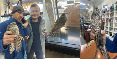 Hakkari'de soğuktan etkilenen atmaca iş yerine sığındı