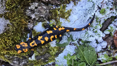 Nesli tükenmekte olan 'Türk semenderi' Gaziantep'de görüldü