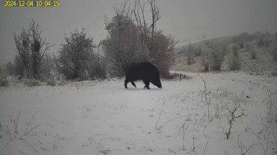 Yaralı domuz ve kurtlar fotokapanda