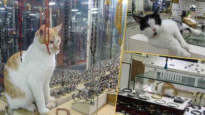 Mersin'de esnafın vitrinini takılar ile birlikte kediler süslüyor