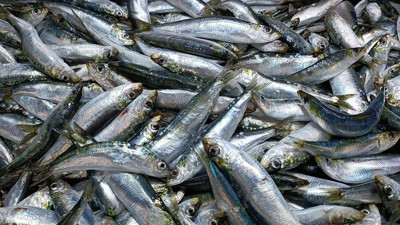 En sağlıklı 5 balık türü buymuş! Haftada en az iki kez tüketin