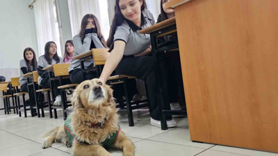 Sokak köpeği Fındık okulun maskotu oldu: Derslere giriyor, müdür yardımcısının odasında istirahat ediyor