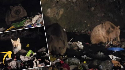 Erzurum'da aç kalan tilki ve ayılar çöplük karıştırdı