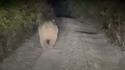 Bursa'da ayı yolu kaybetti