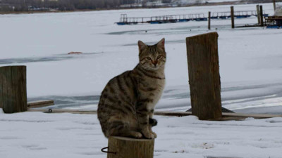 Eksi 20 dereceyi gören kent buz kesti