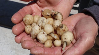 1 fincanı insanı Rambo yapıyor