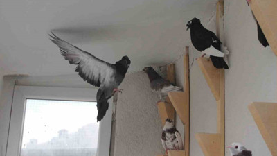 Asırlardır kültür mirası olarak besleniyor