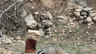 Mardin’de nesli tükenmekte olan porsuk görüldü