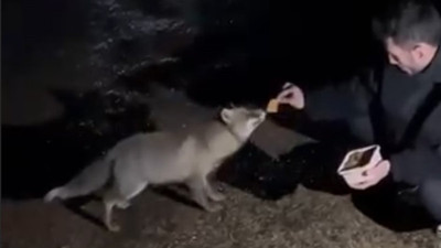 Yiyecek arayan tilkiyi börekle besledi