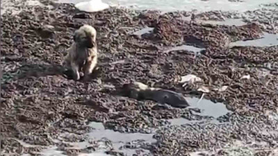 İtfaiyeden yürek ısıtan kurtarma operasyonu