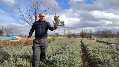 Denizli'nin Pamukkale'de yılda 2 milyon fidan üretiyor