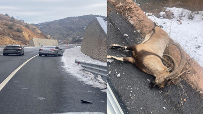 Gümüşhane'de koruma altındaki yaban keçisine otomobil çarptı: Telef oldu