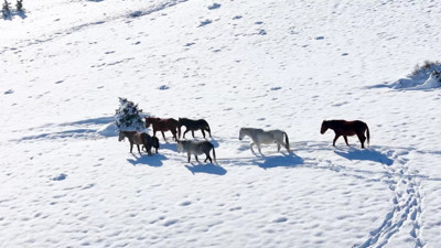 Kartpostalları aratmayan görüntüler! Karla kaplı bölgede gezen yılkı atları büyüledi
