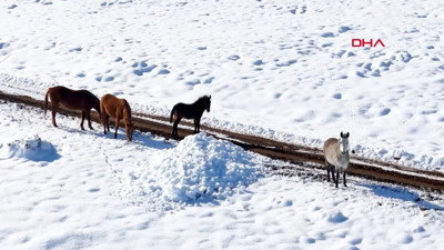 Erzincan'da karlı bölgeyi yılkı atları süsledi