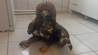 Kartalın kanadı kırıldı