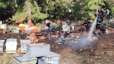15 kovandaki arılar telef oldu