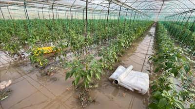 Antalya Kumluca'da seralara sağanak yağmur darbesi