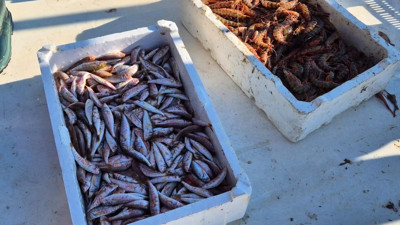 Marmara’da balıkçılar farklı balık türü ile tanıştı