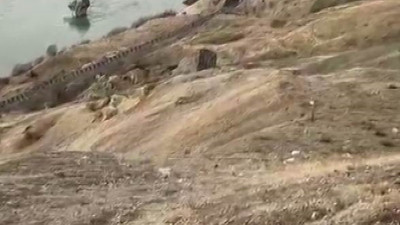 Elazığ'da koruma altındaki dağ keçileri görüldü