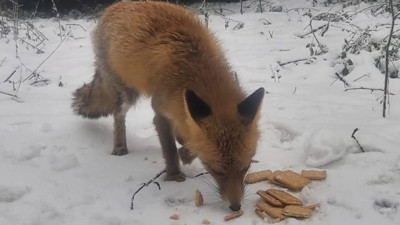 Aç kalan tilkiyi bisküvi ile beslediler