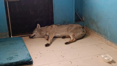 Bitlis'te yaralı kurt tedavi altında