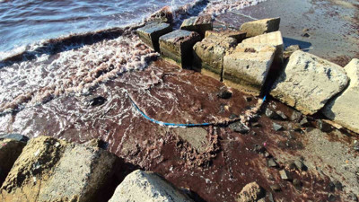 Marmara Denizi’nde kızıl yosun akıntısı devam ediyor