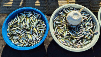 Oltayla yakalanan istavritin kilosu 150 TL’den satılıyor